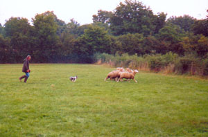 Dans le bocage de l'Allier